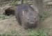common-wombat-burrow.jpg