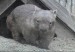 common-wombat.jpg