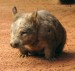 2_Southern_hairy-nosed_wombat__photo_courtesy_BioCity.jpg