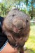 wombat-ways.jpg